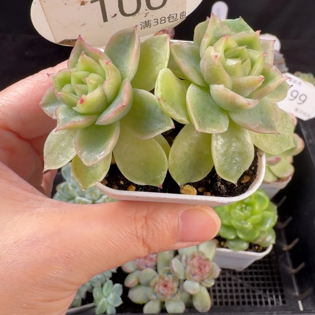 蕾丝麦秆双头福利100号