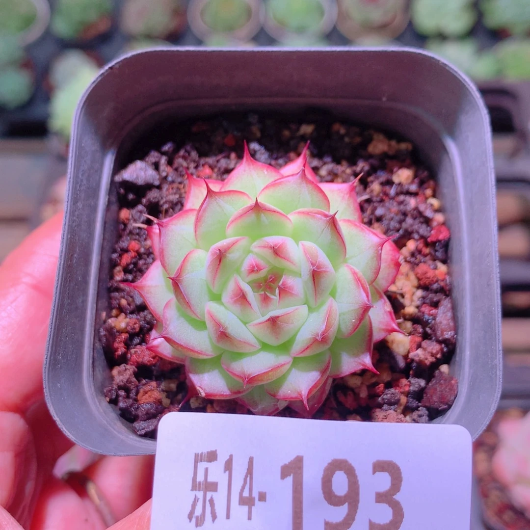 乐然14-193 海王单头