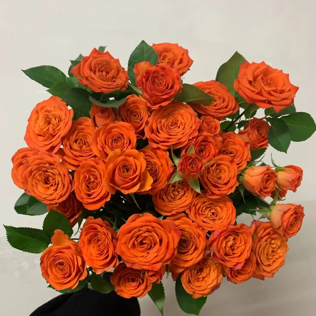 橙色芭比多头玫瑰新鲜花束云南鲜花基地直发适合客厅装饰