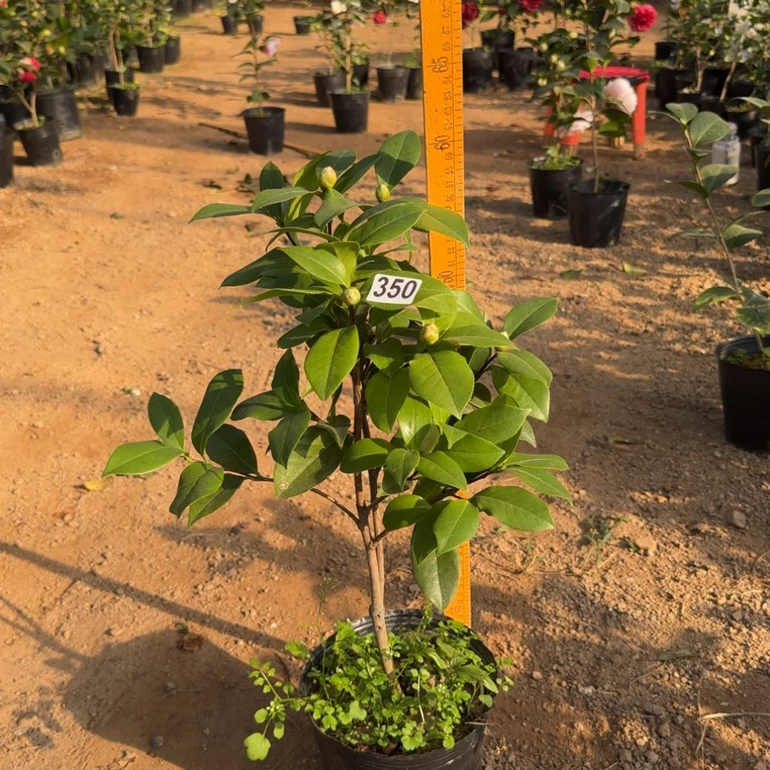 少量花朵（建议范围：2朵-5朵 或40%以下）350姚黄