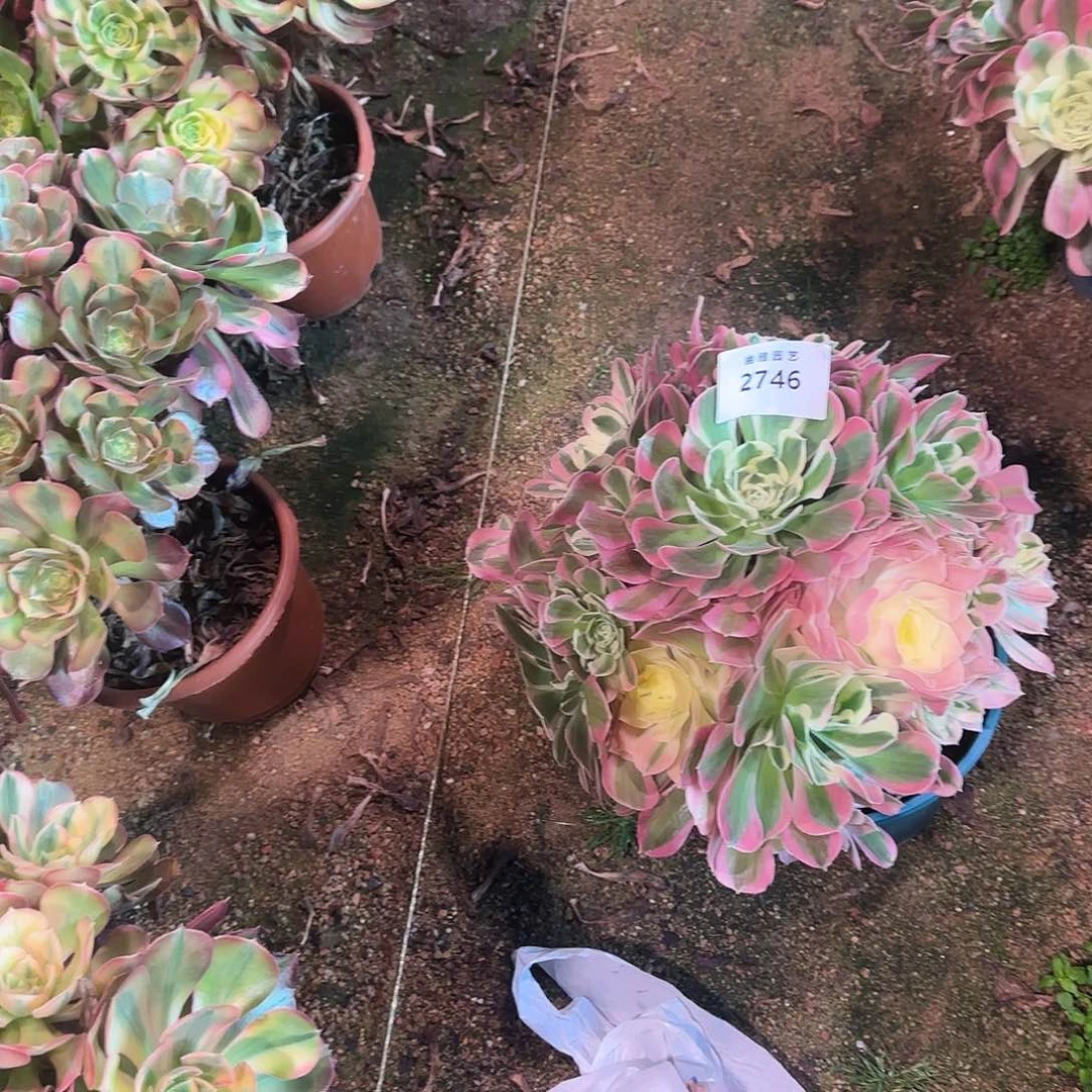 多肉植物白凤2745