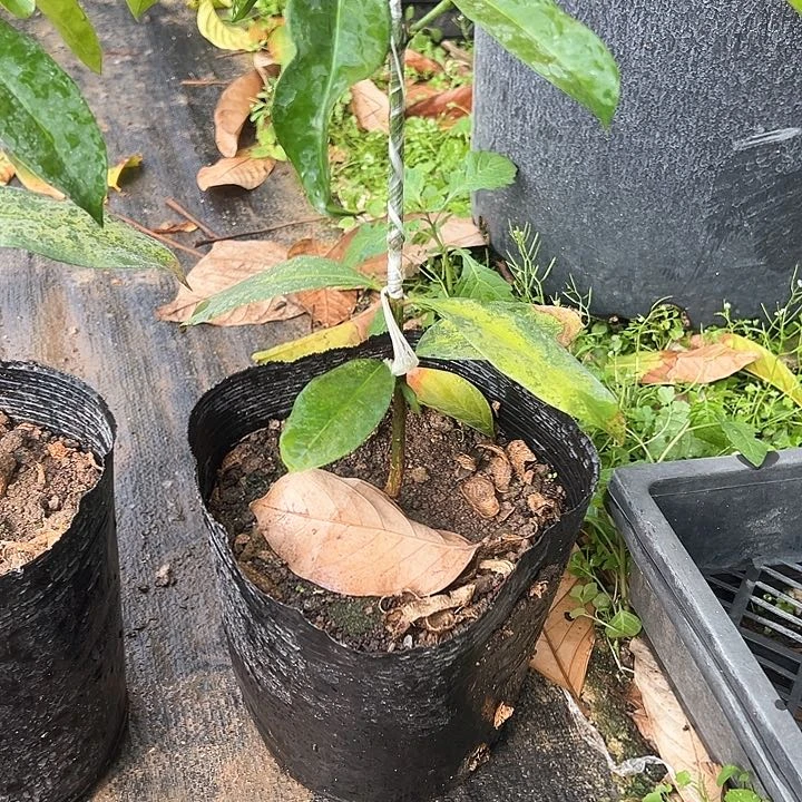 广22345566798888888