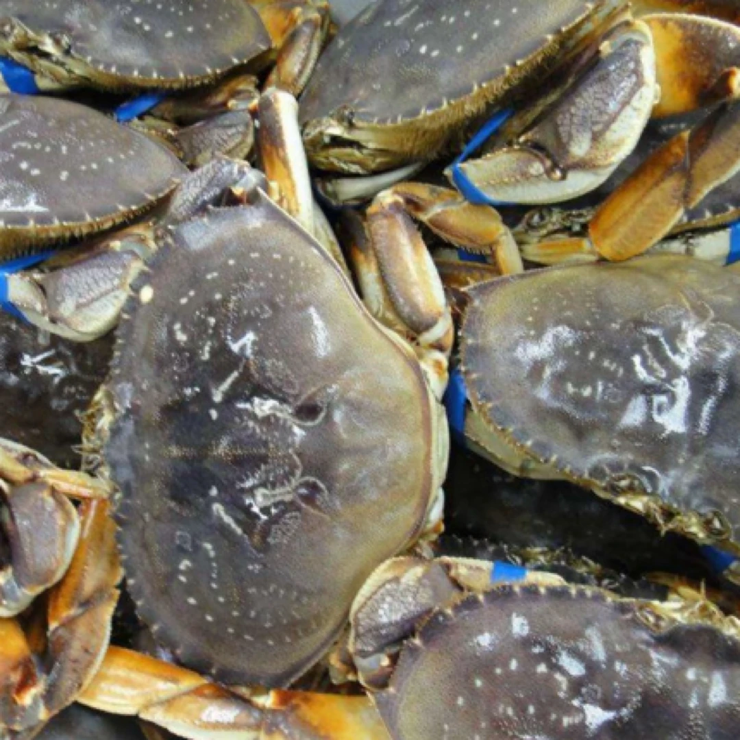活冻珍宝蟹海鲜水产帝王蟹面包蟹大螃蟹2只3-5斤捕捞发货