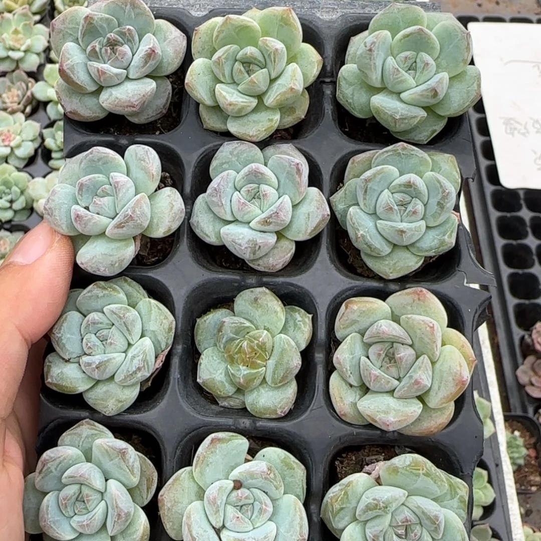 无花朵穴盘十二颗