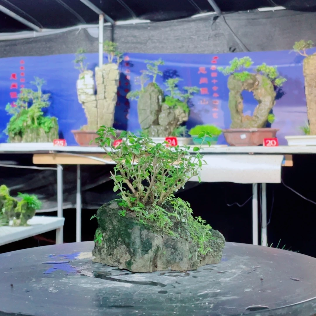 青***饭无花朵新品上架哦好货满分