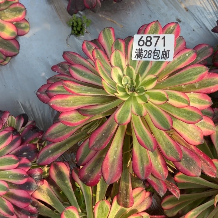 D.  687红彤超白多肉