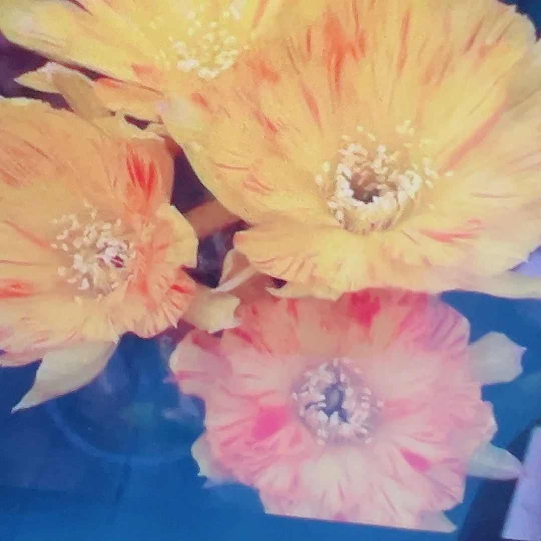 丽花 黄羽 侧芽满20包邮