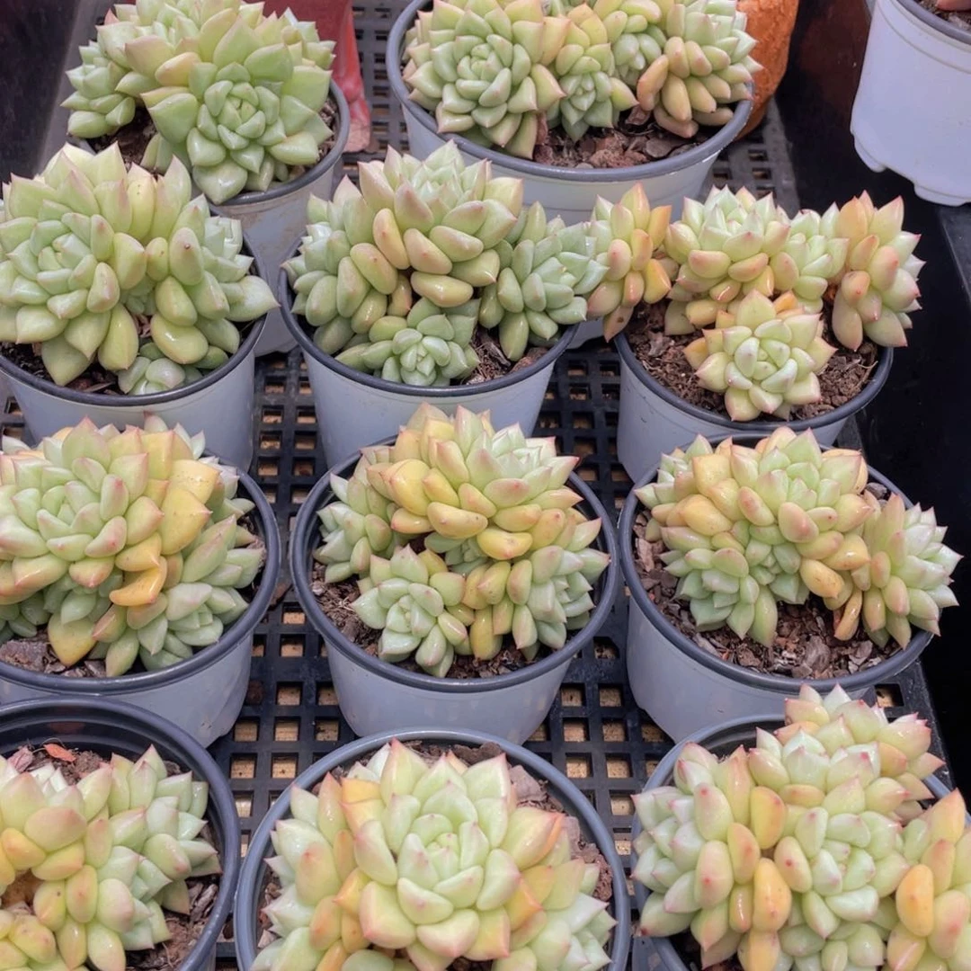 量拍41号 黄金象牙大群生一个