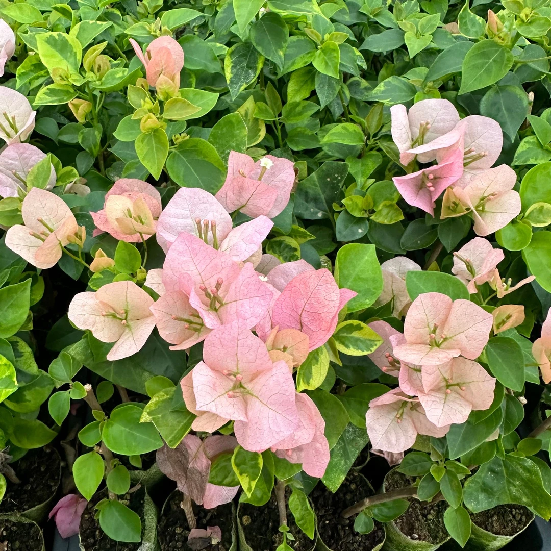 【植得买】  金边台湾姑娘  品种袋苗 包对版