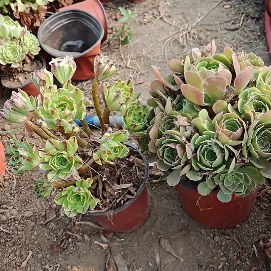 两颗法师加急发货13