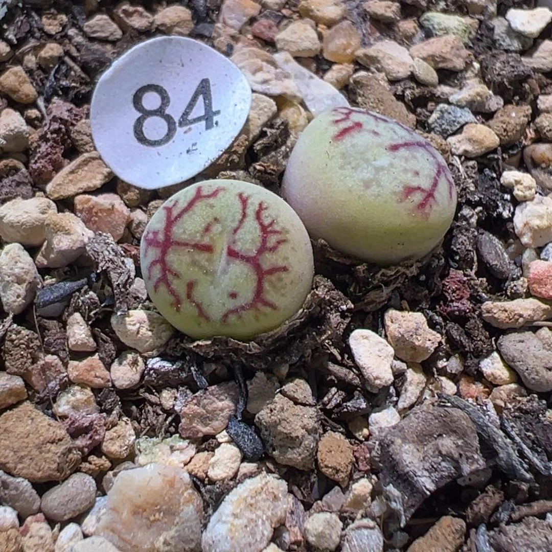 多肉植物111111111111