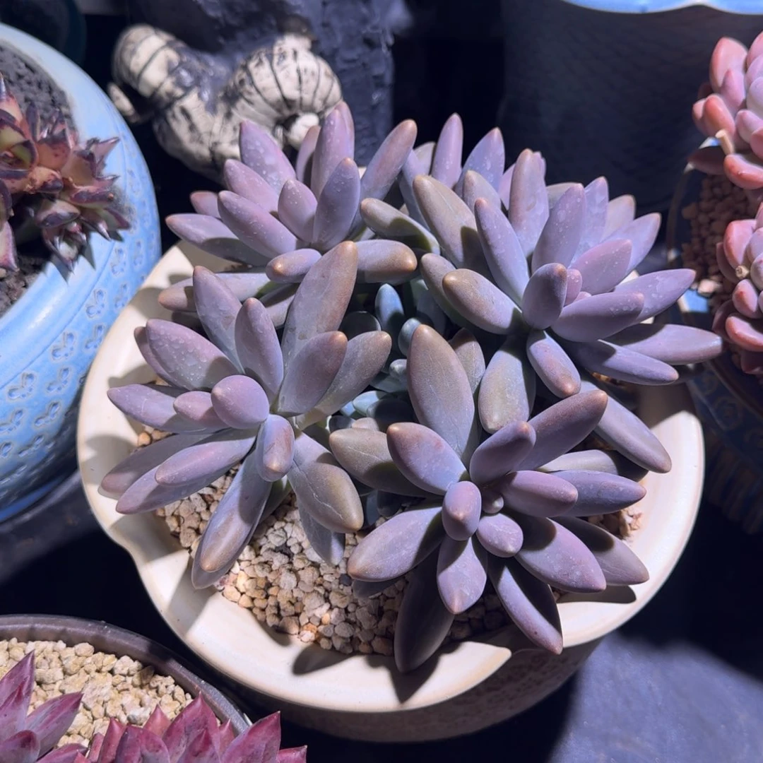 胖烟花 群生 一物一拍