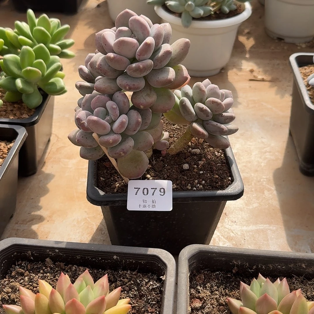 松****7079号咖啡美人多肉