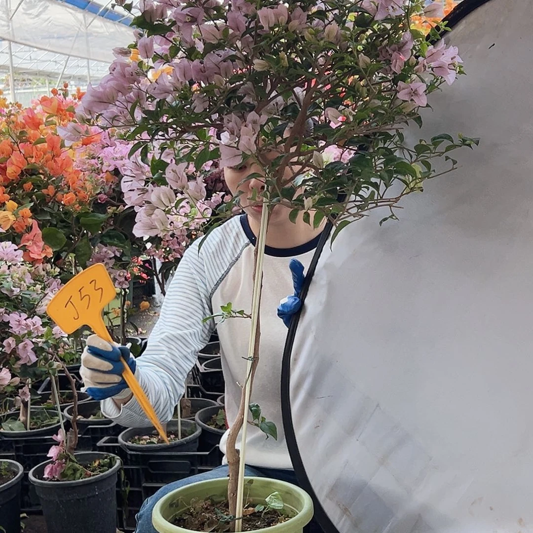 在***'大部分花苞少量开放J53苹果花