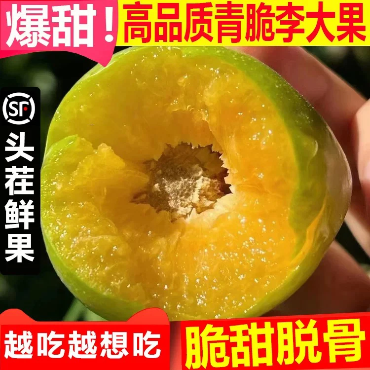高山青脆脱骨李新鲜水果产地现摘脆甜正宗果园直发