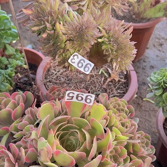 用***8多肉植物两个法师