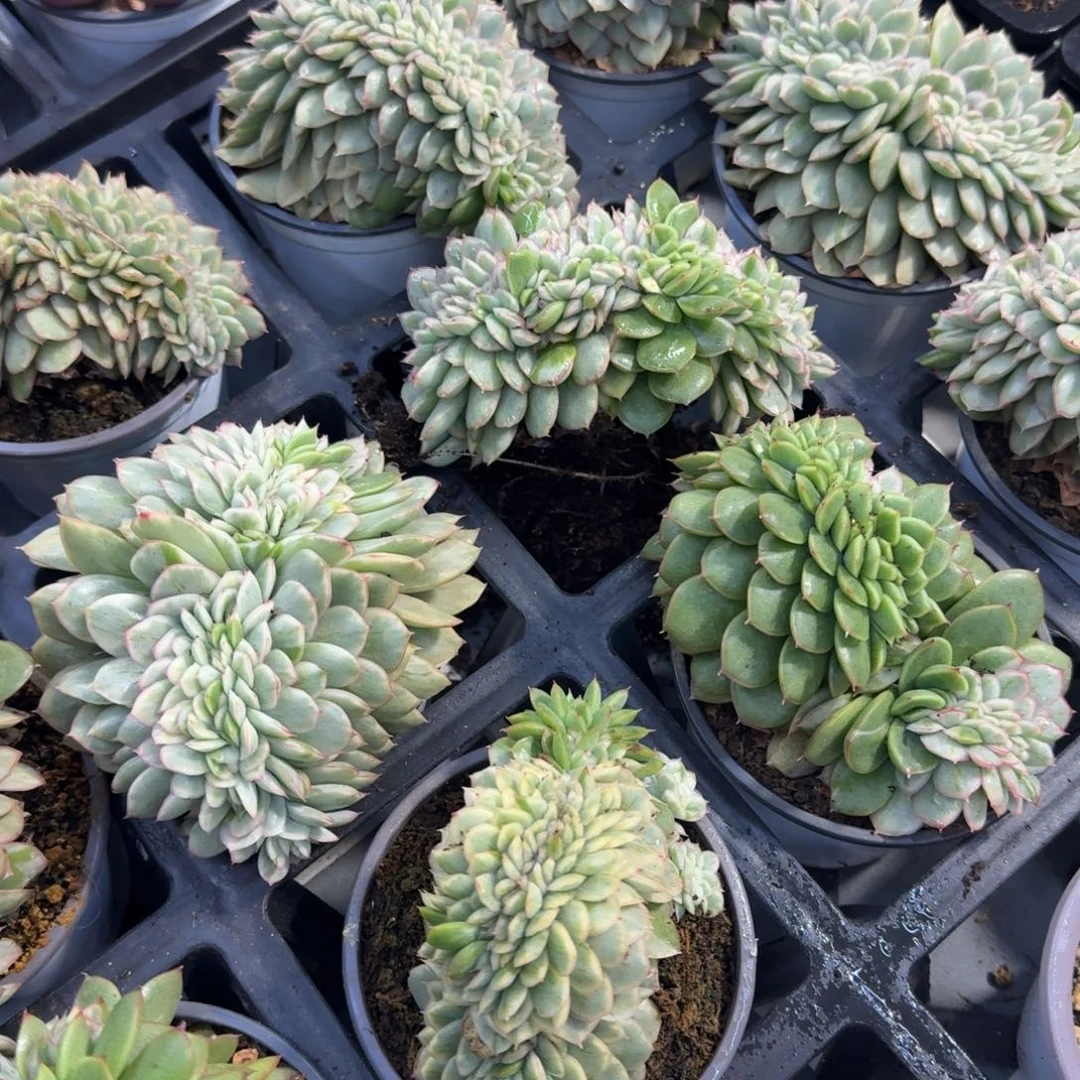 麦秆锦缀化多肉锦