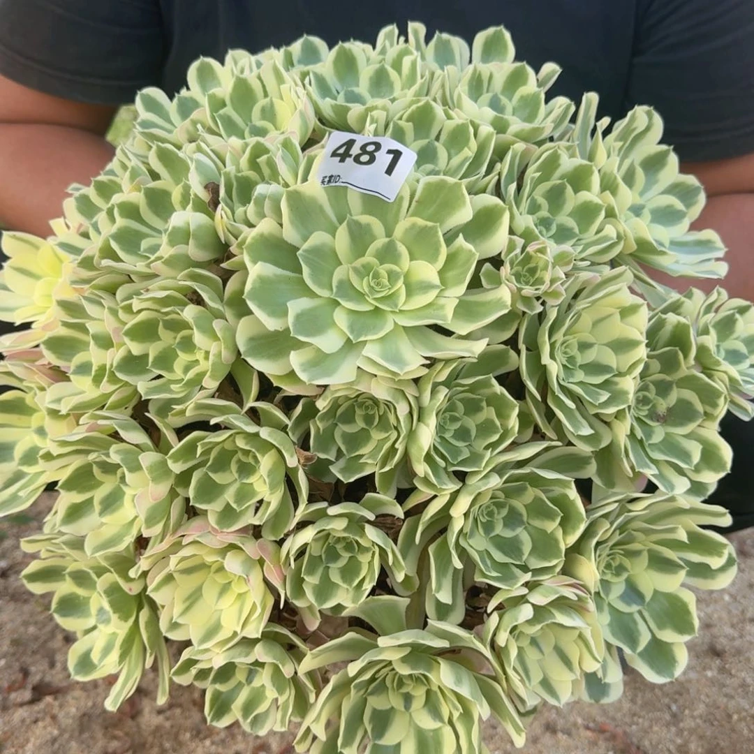 幸***子481白凤多肉植物