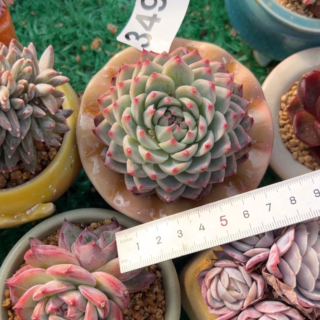 ·349 多肉植物组合盆栽