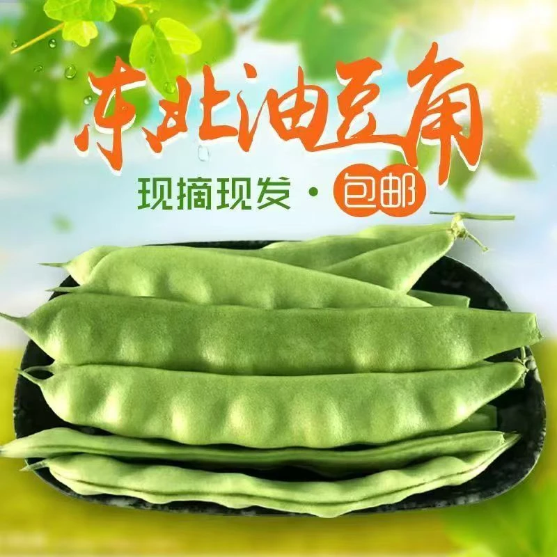 东北油豆角现摘现发新鲜发货（坏了包赔）
