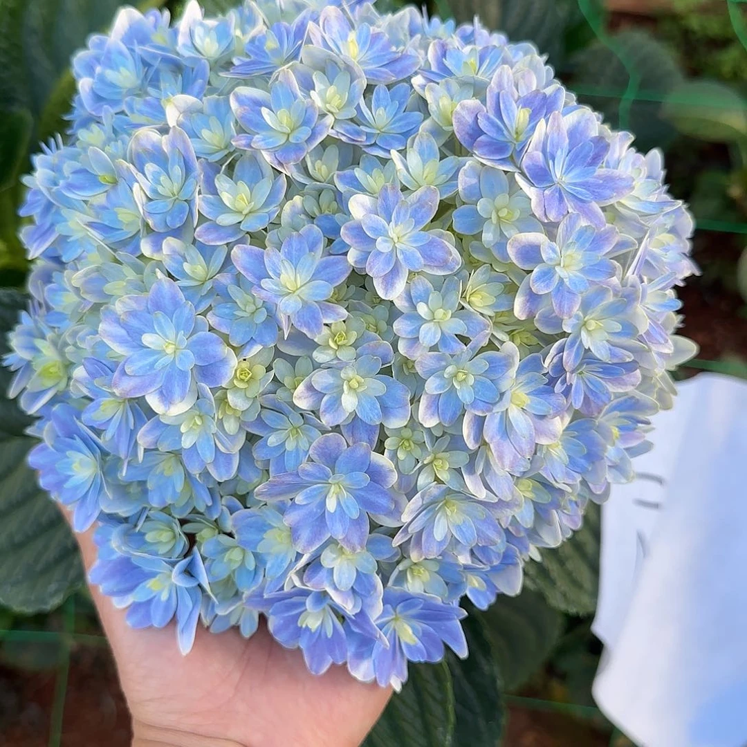 绣球切花一物一拍3枝起包邮，112