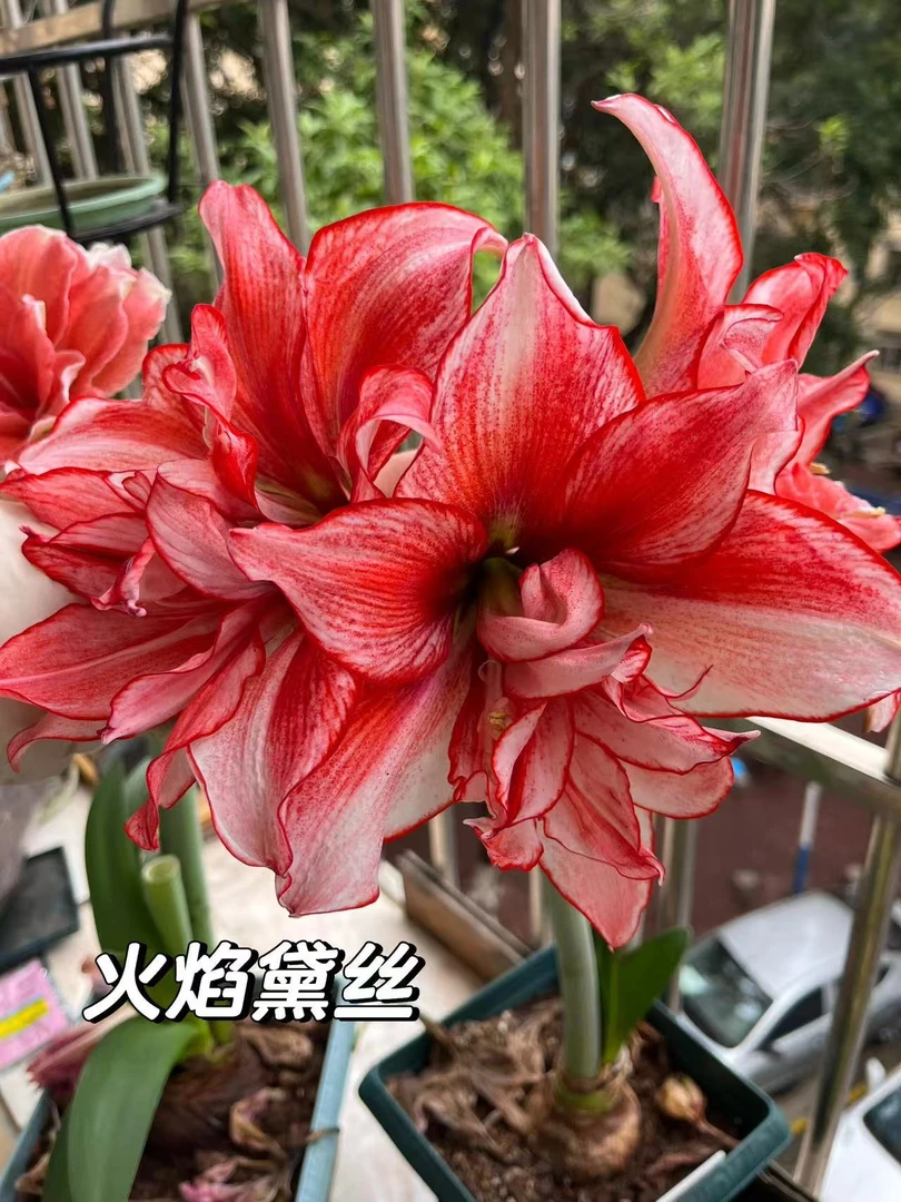 火焰戴斯 重瓣朱顶红种球自然球送肥料