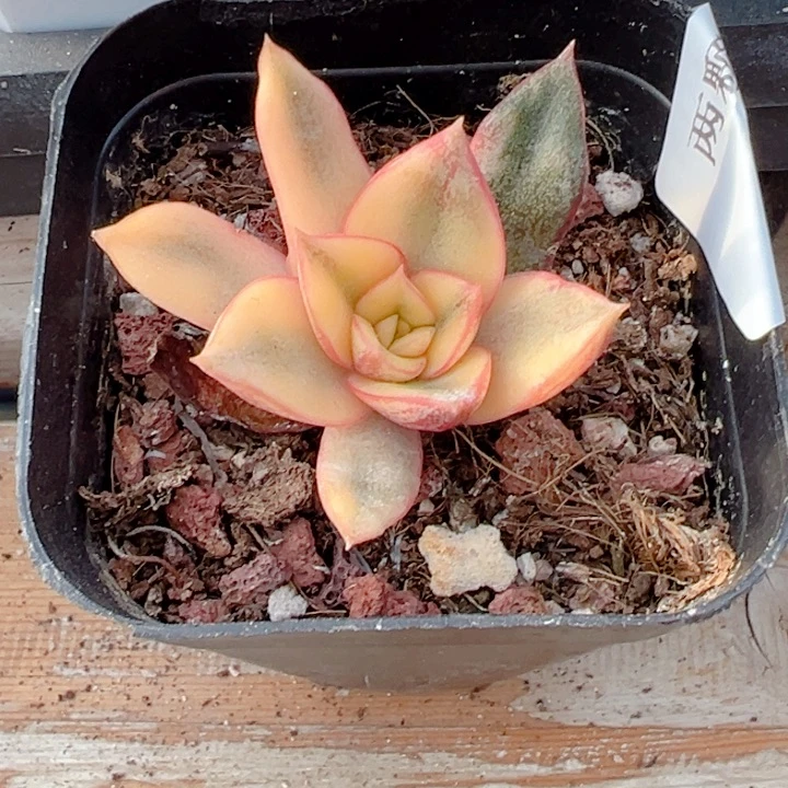 麒麟座锦多肉植物63