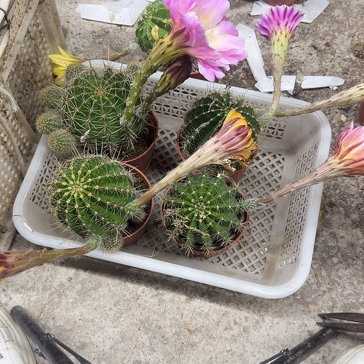 晚***風无花朵彩草哈哈哈哈哈哈哈哈