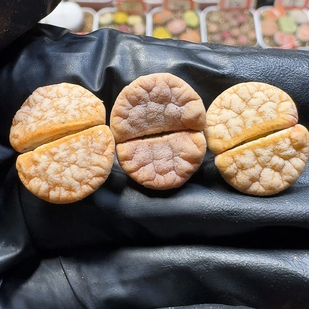 生石花11111。  181