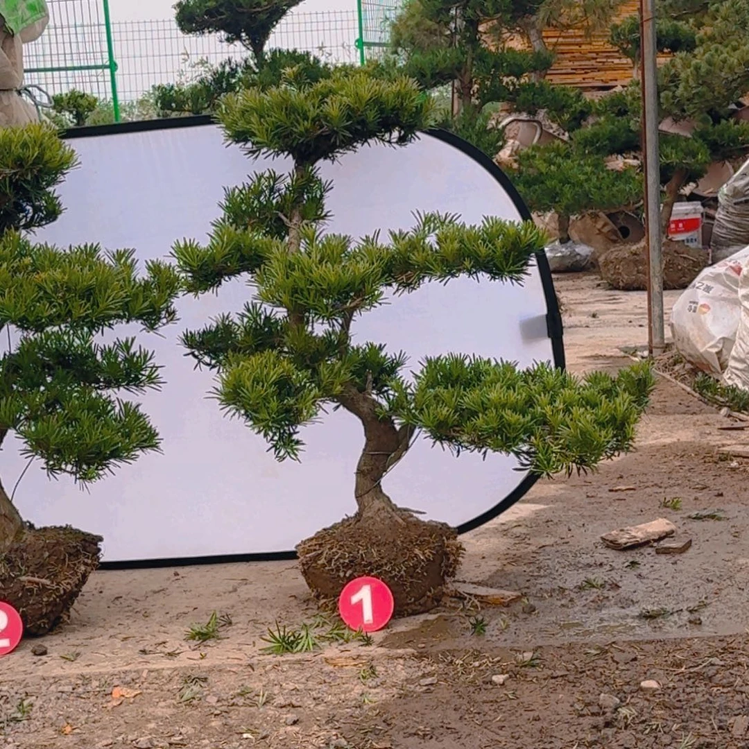 用***0无花朵罗汉松一物一拍