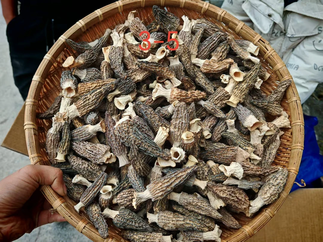 宝宝吃  羊肚菌  小号  仿野生种植  天然晾晒  头茬肉厚