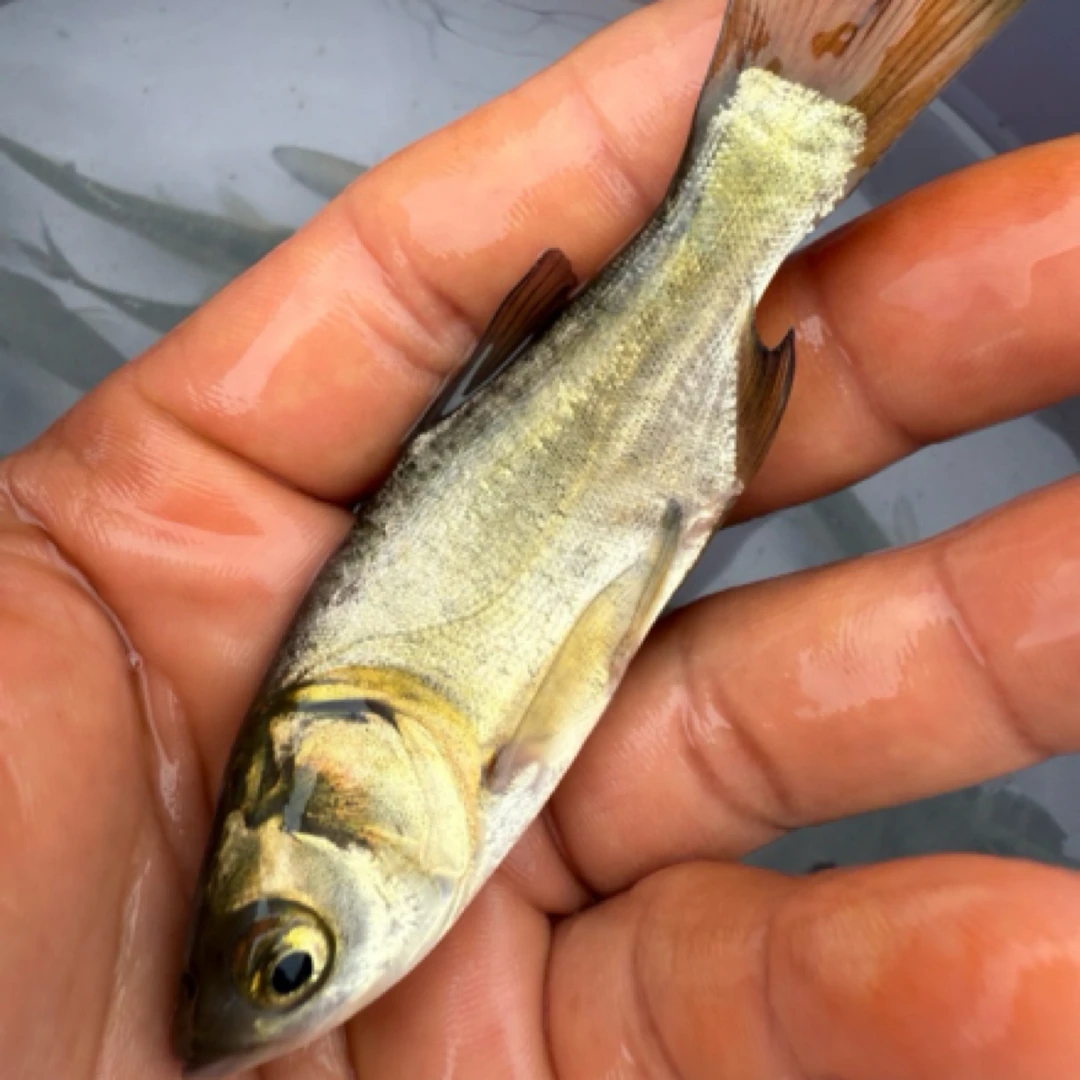 花鲢鱼苗大头鱼苗淡水养殖食用鱼草鱼鱼苗上浮鱼饲料颗粒鱼粮金鱼