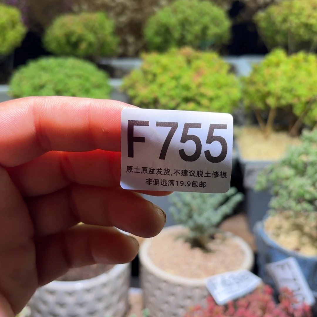 ?****十个白色十方盆F755
