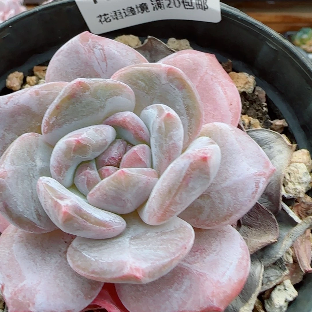 花语逸镜0922-169成梦露