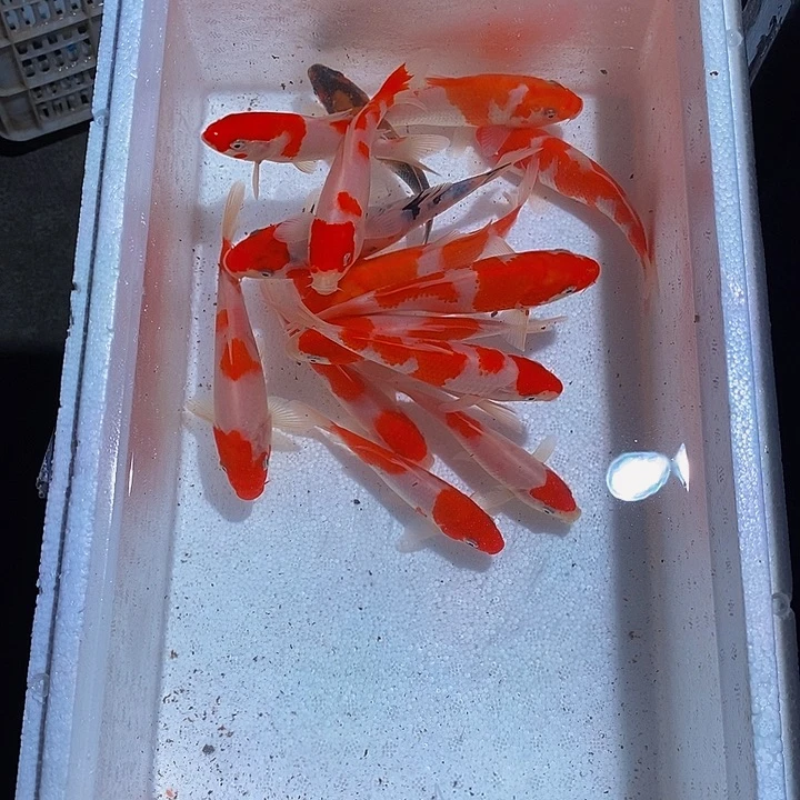 宝***牧锦鲤锦鲤活鱼开箱包活