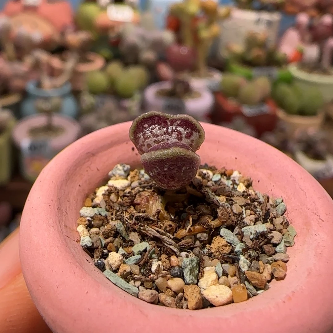 T可爱mini小猫耳盆口1.5cm