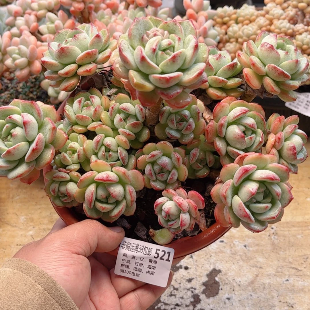 521香草德华多肉