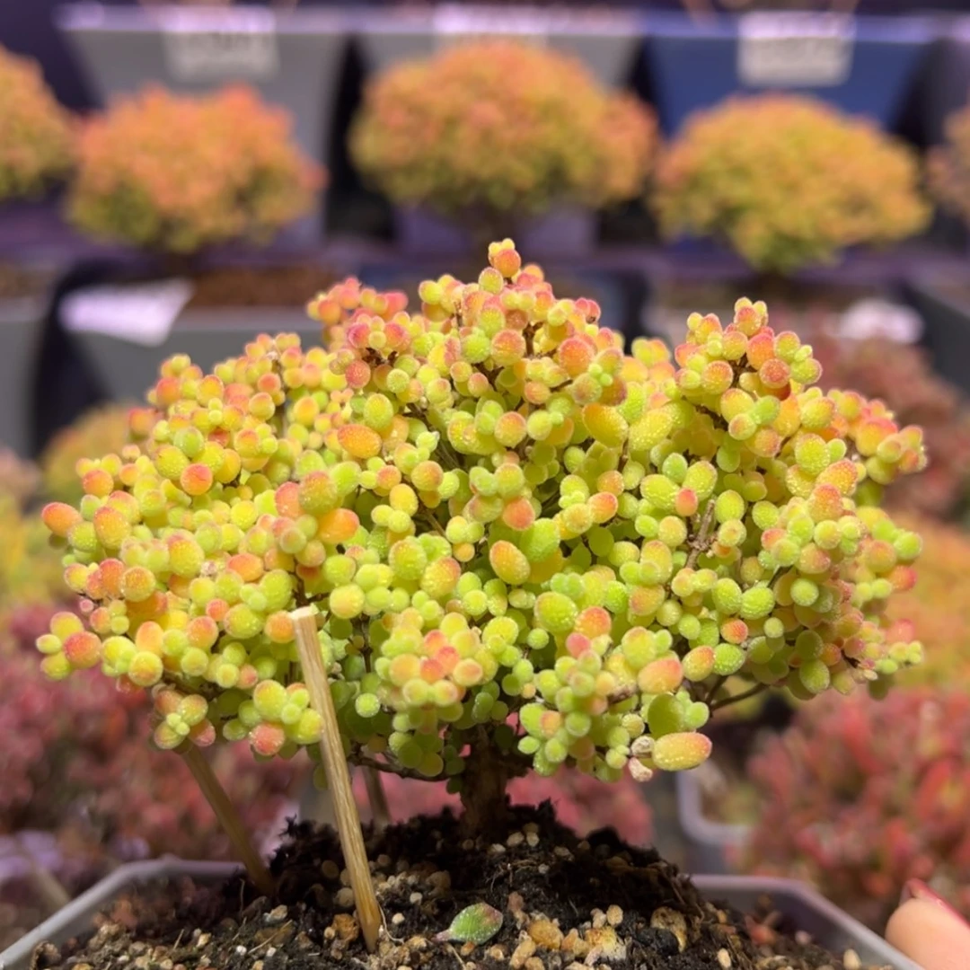 【闪购商品】d891蜜橘糖球冠幅9cm