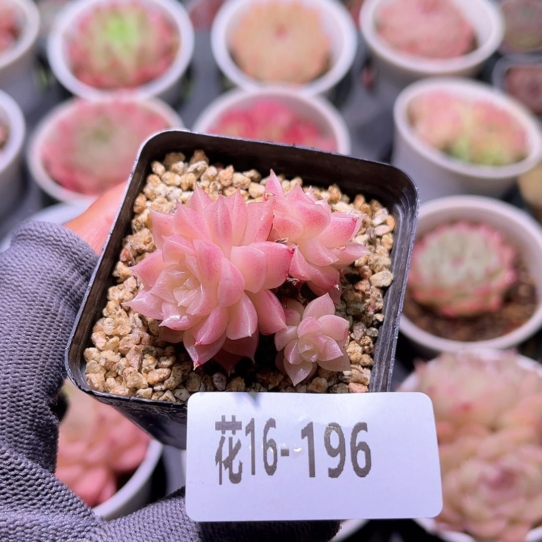 花16-196迈凯伦小群