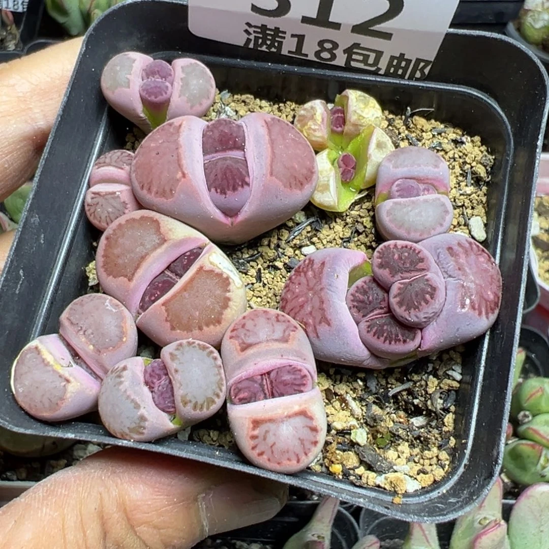 【闪购商品】 312。