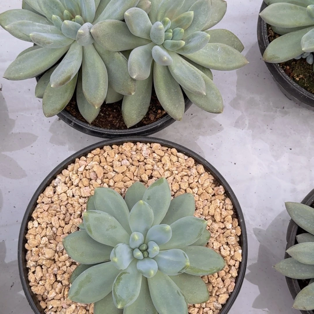 花***轩哥特老桩精品多肉