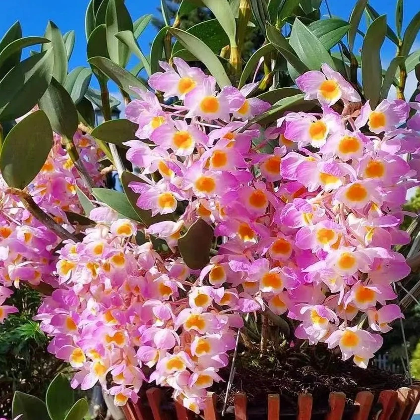 红灯笼石斛铃兰花水仙花石斛兰花爆花机器花期4月-6月耐热性强