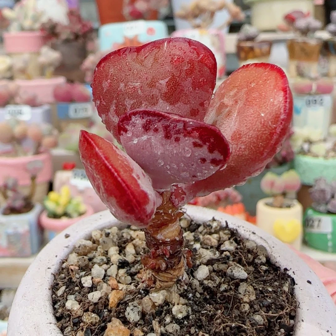 爱心 皮实好养 盆口4cm