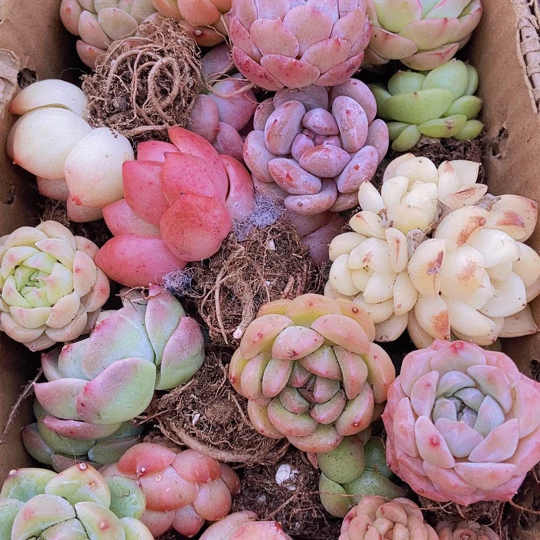 00000000000001量拍保底20颗