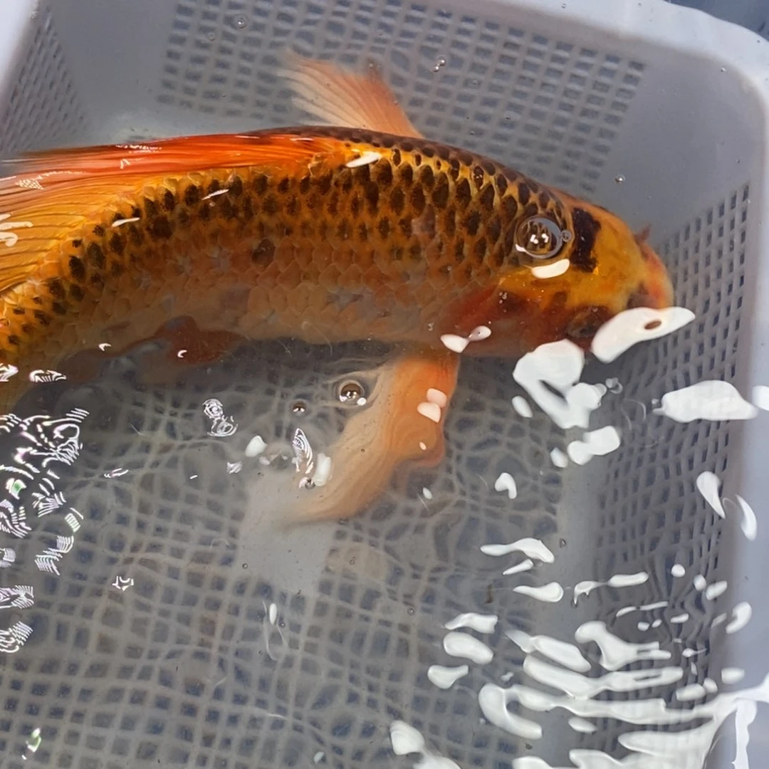 锦鲤锦鲤 开衩掉今充血属于正常情况 介意别拍