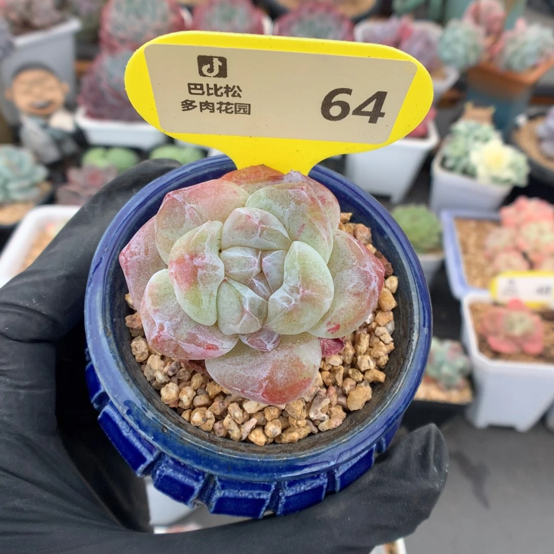 64 冰玉石化多肉多肉