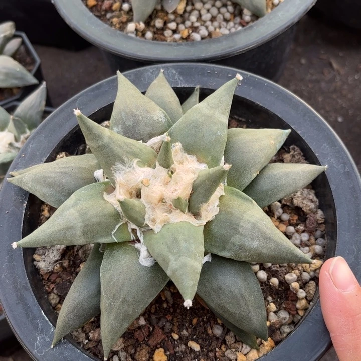 实生大岩牡丹好养皮实