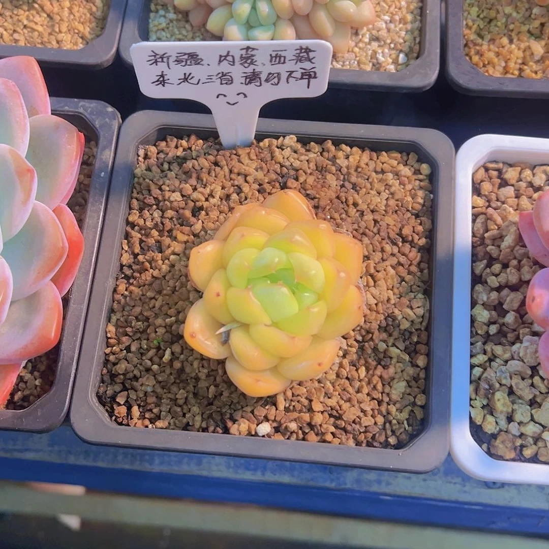 韩国珍妮，带盆发货，