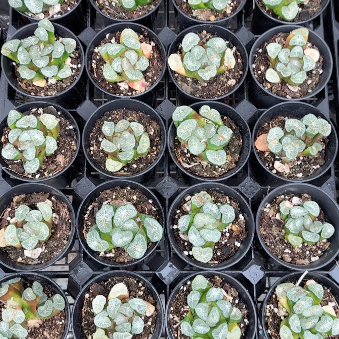 万象盆雪国万象多肉植物一颗