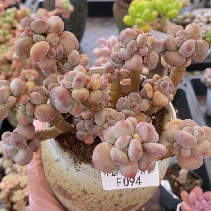 苹果奶13cm094多肉植物